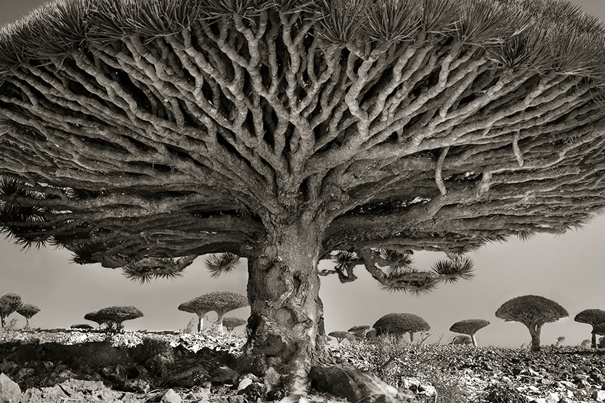 ©Beth Moon