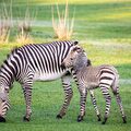 Jó stressz, rossz stressz - miért nem kapnak a zebrák fekélyt?