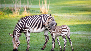 Jó stressz, rossz stressz - miért nem kapnak a zebrák fekélyt?
