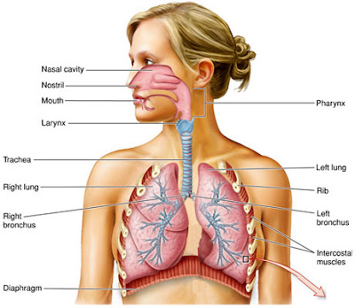 human-lungs.jpg
