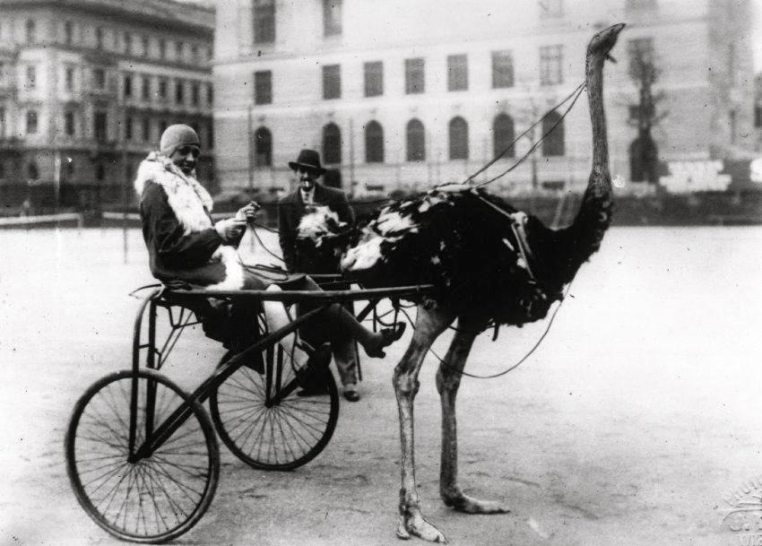 josephine_baker_on_an_ostrich.jpg