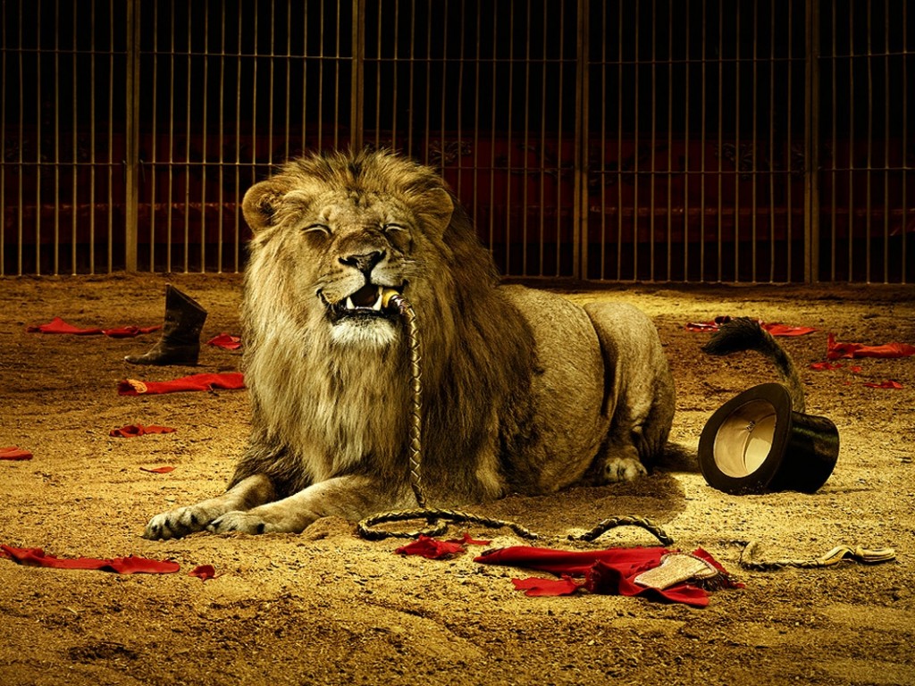 lion.jpg