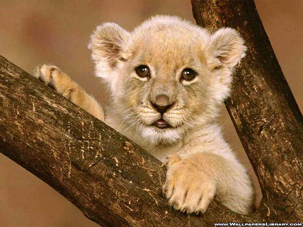 lion2.jpg