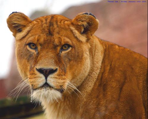 lion3.jpg