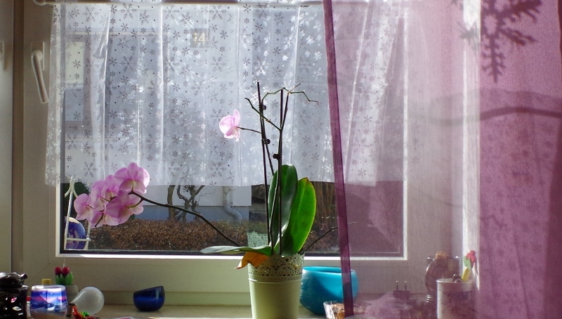 orchidea2016_800x454.jpg