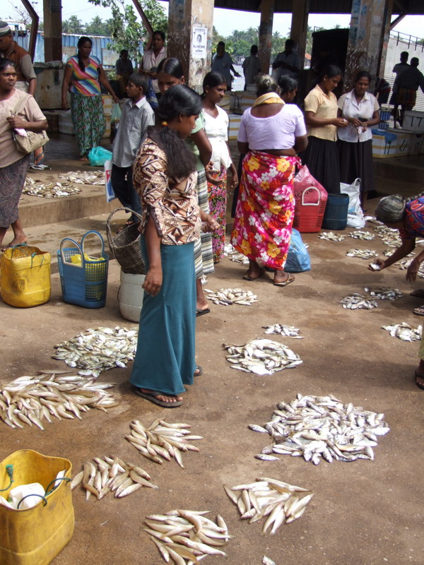 2008_0120srilanka0012.jpg