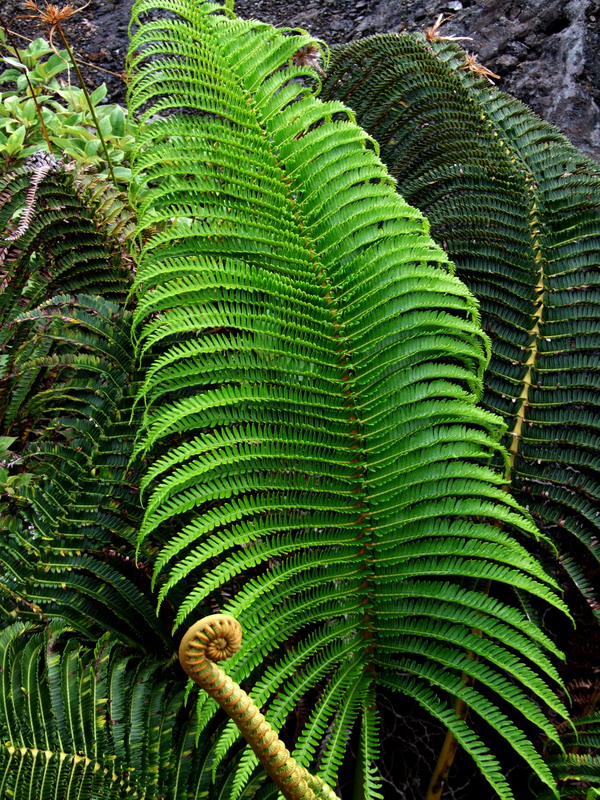 2009_1209hawaii10195.jpg