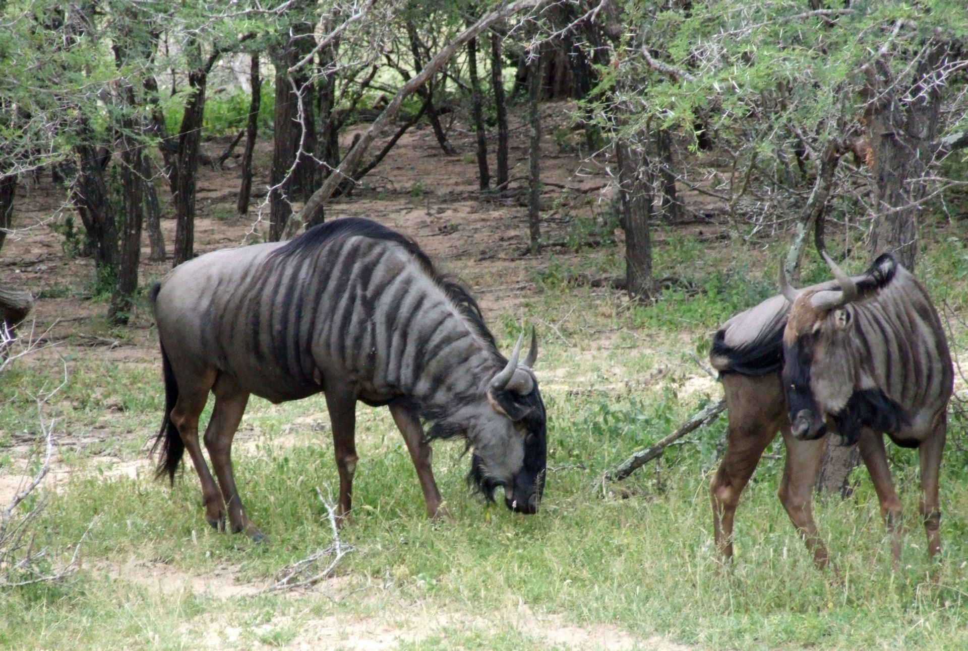 2012_0223del-afrika10243.JPG