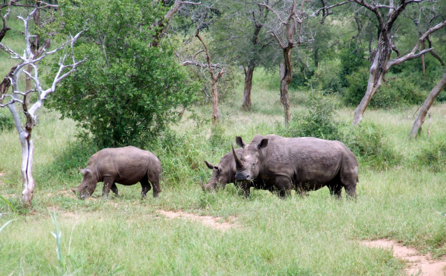 2012_0227del-afrika20084.JPG