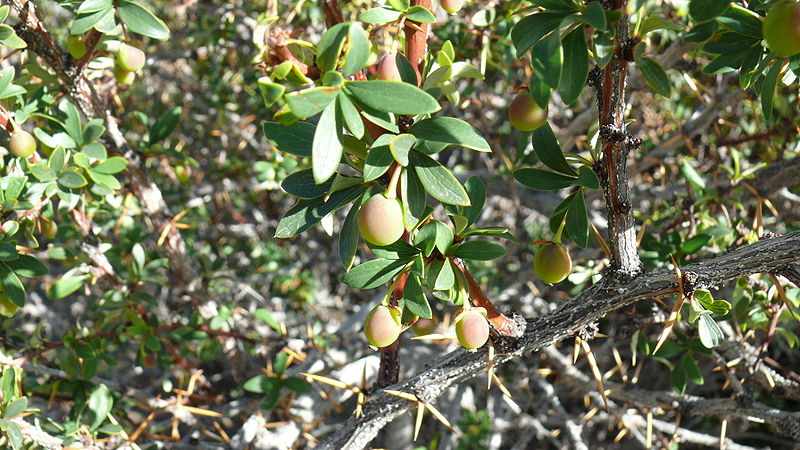 800px-Calafate-Berberis_buxifolia_02.jpg