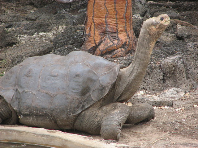 800px-Lonesome_George_in_profile copy.jpg