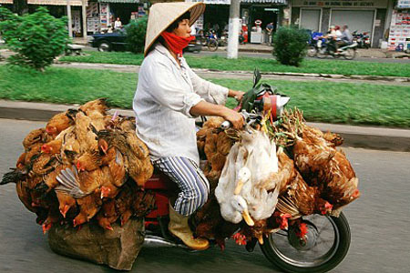 NF_110726_chicken-bike.jpg