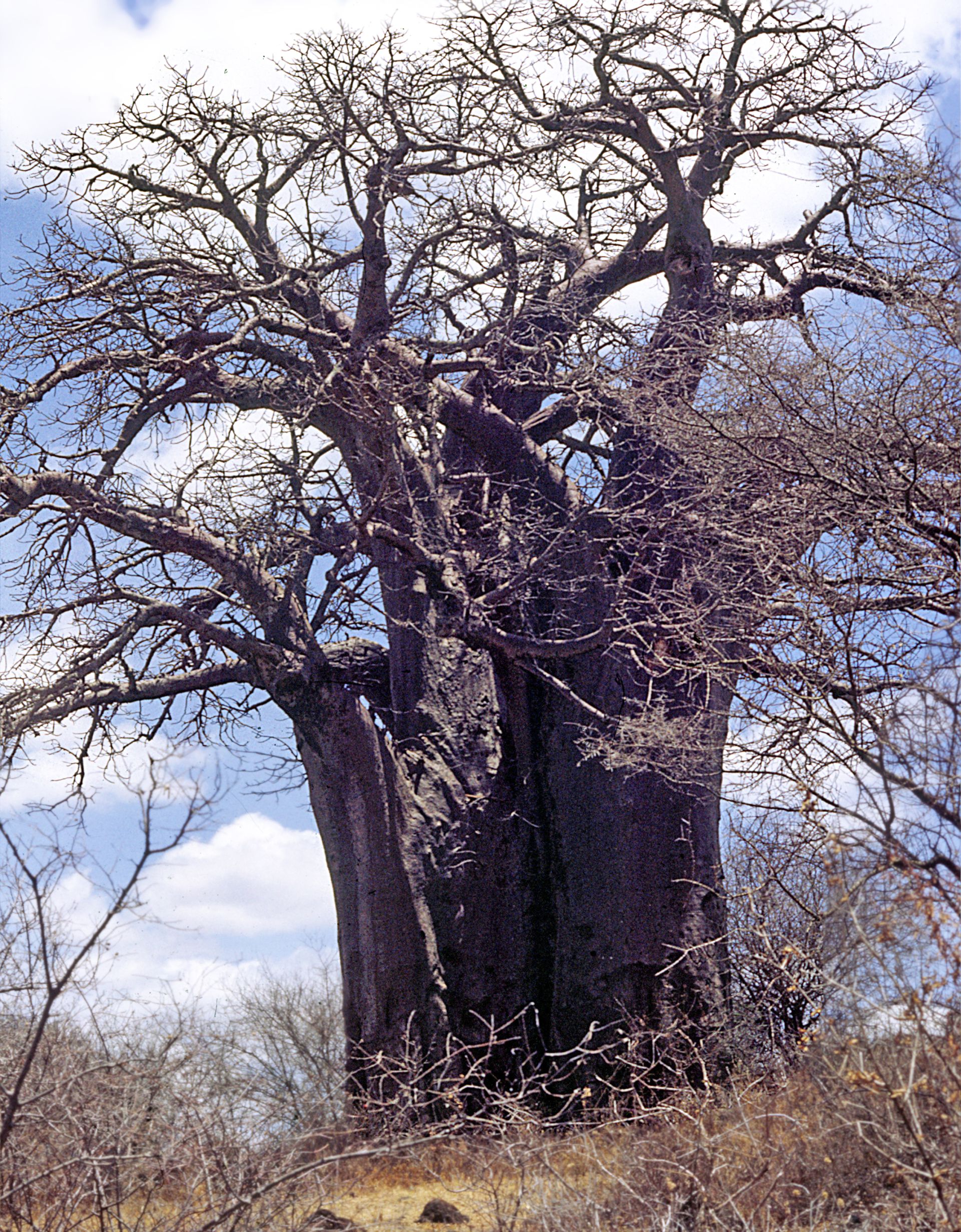 baobab1.jpg