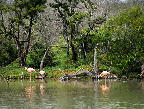 flamingók1.jpg