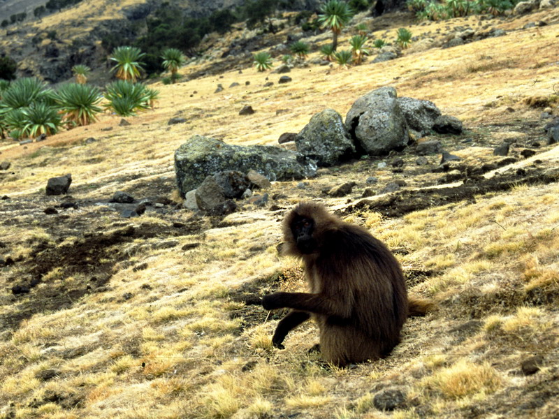 gelada1.jpg