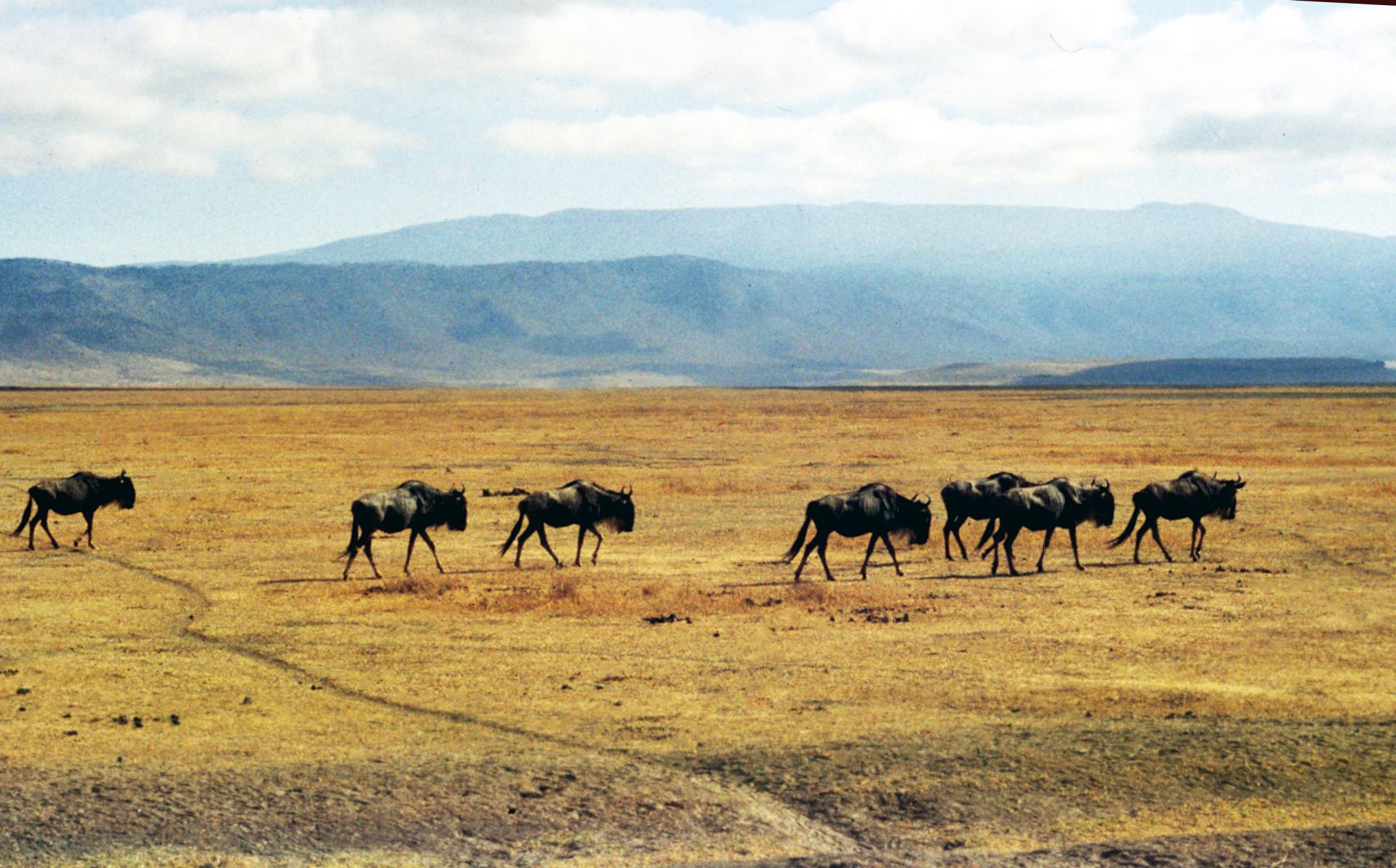 gnukserengeti.jpg