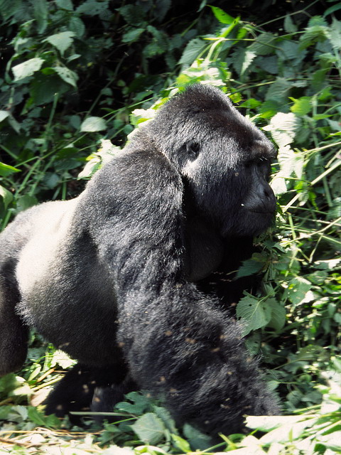 gorillasilverback.jpg