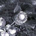 Papaver Somniferum