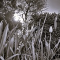 Morning in the Garden