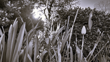 Morning in the Garden