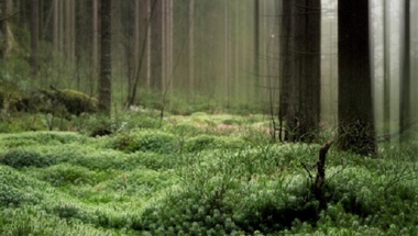Az erdő