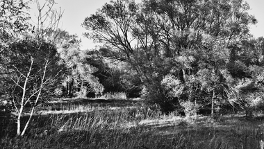 Trees