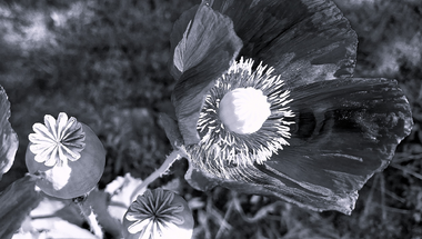 Papaver Somniferum