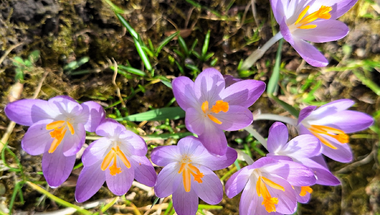 Crocus Flowers