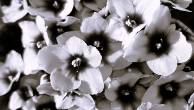 Just Flowers