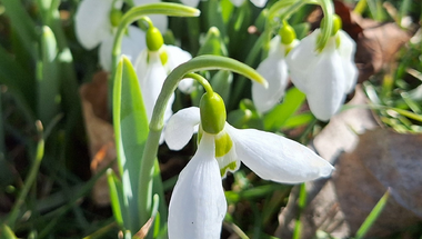 Galanthus nivalis (Kikeleti hóvirág)