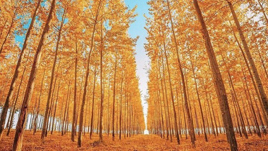 Októberi erdő