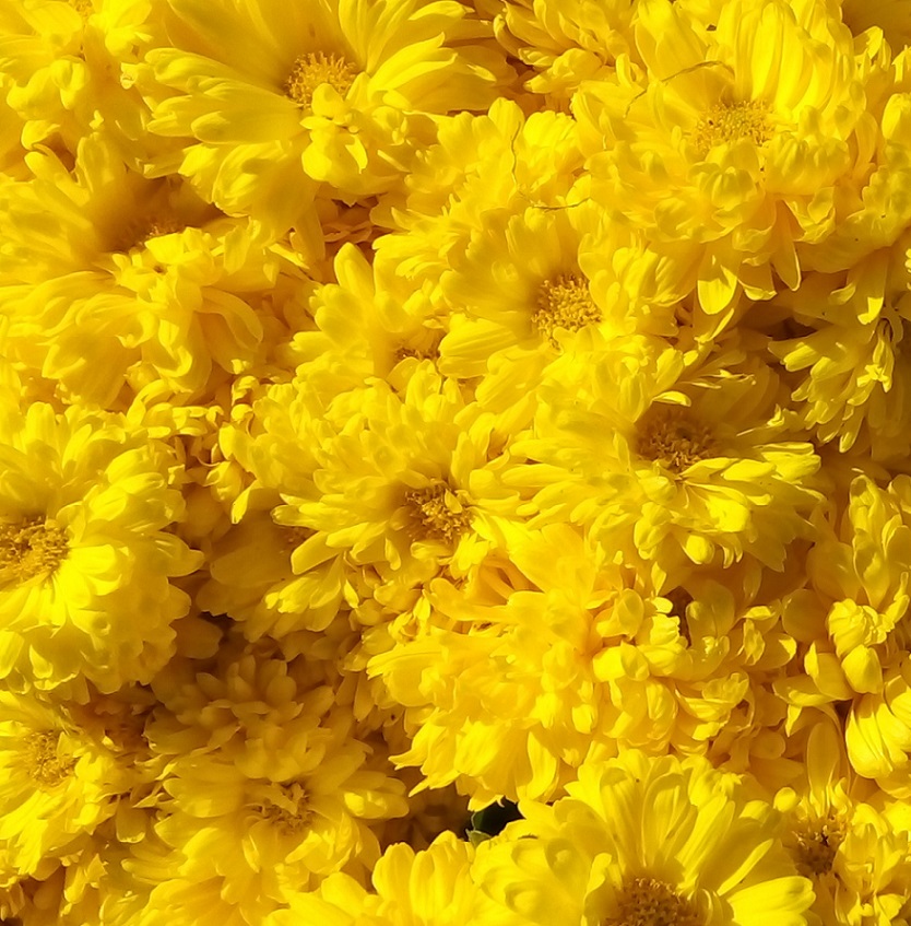 chrysanthemum_nemeth_gyorgy_foto.jpg