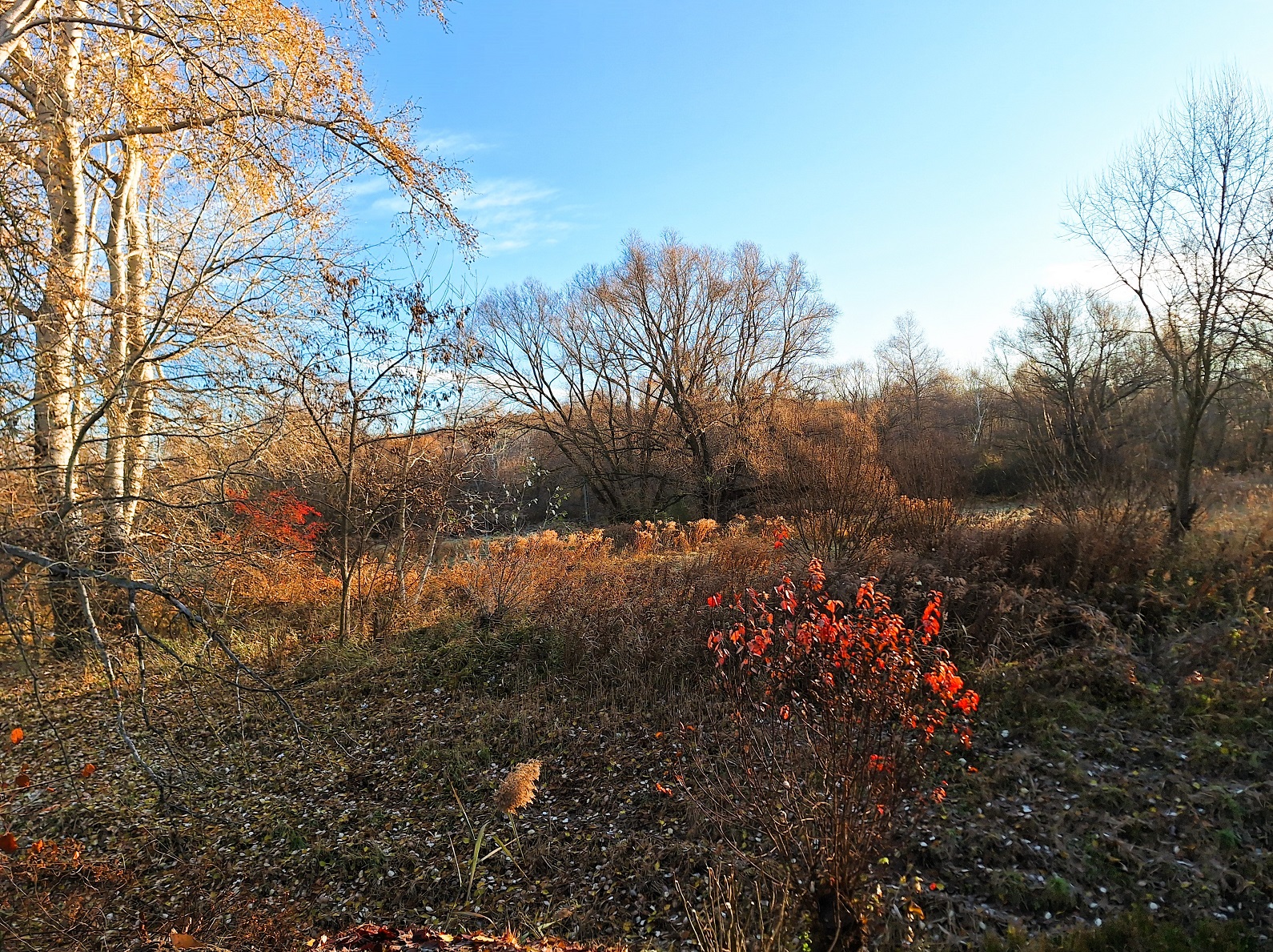 nemeth_gyorgy_foto_autumn_in_december.jpg