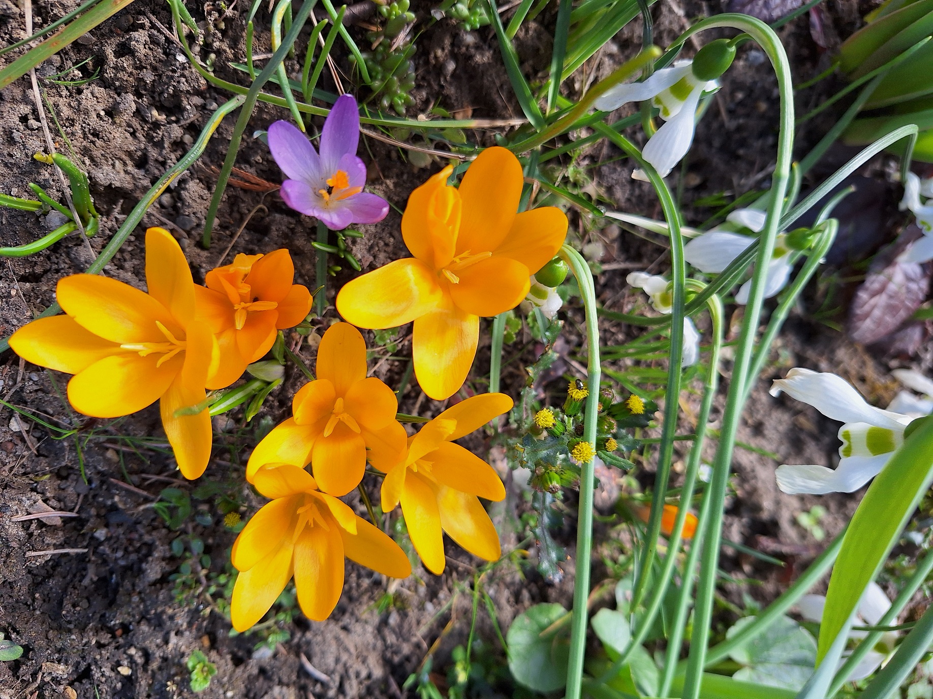 nemeth_gyorgy_photo_early_spring_flowers.jpg