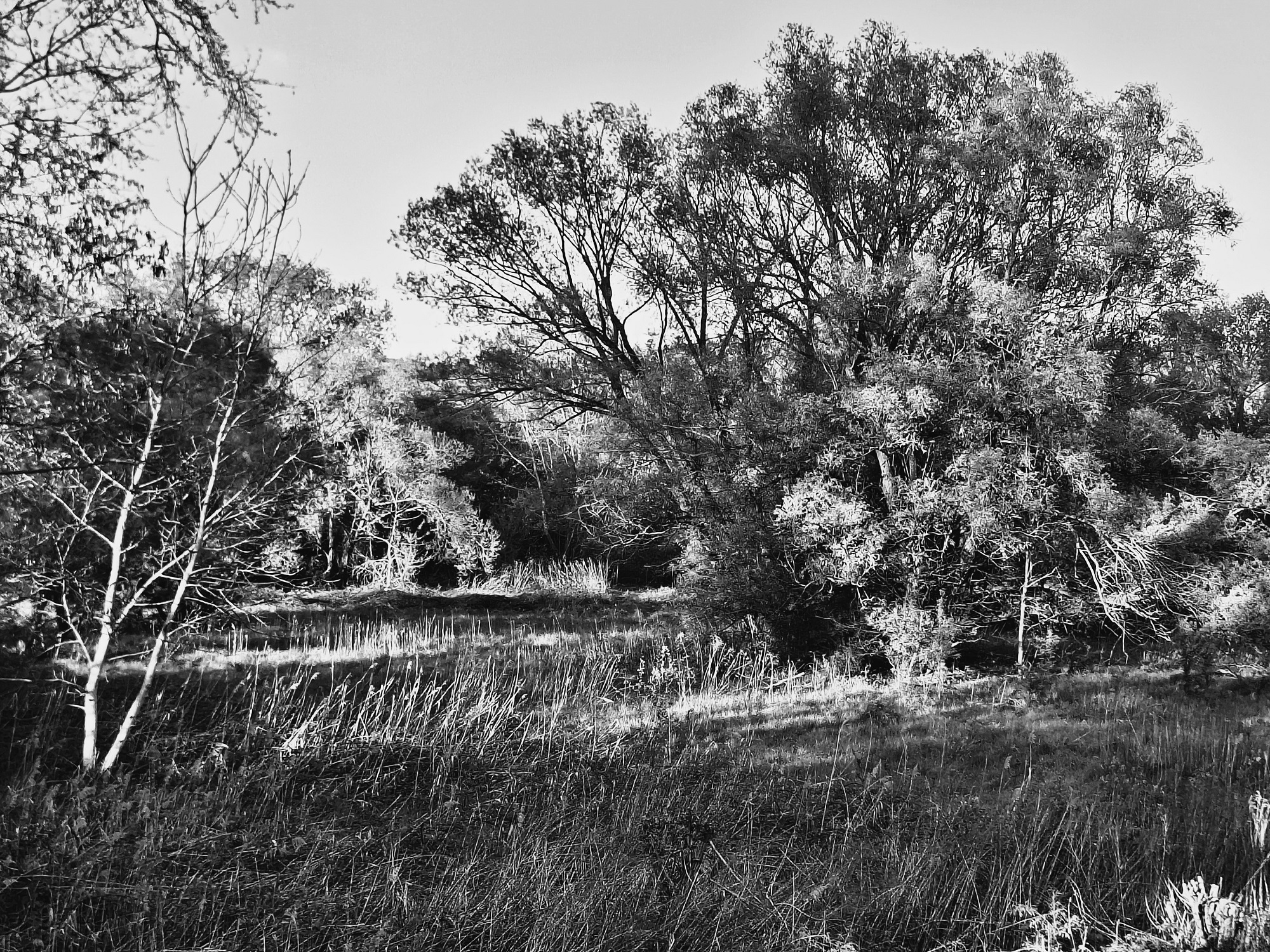 nemeth_gyorgy_photo_just_trees.jpg
