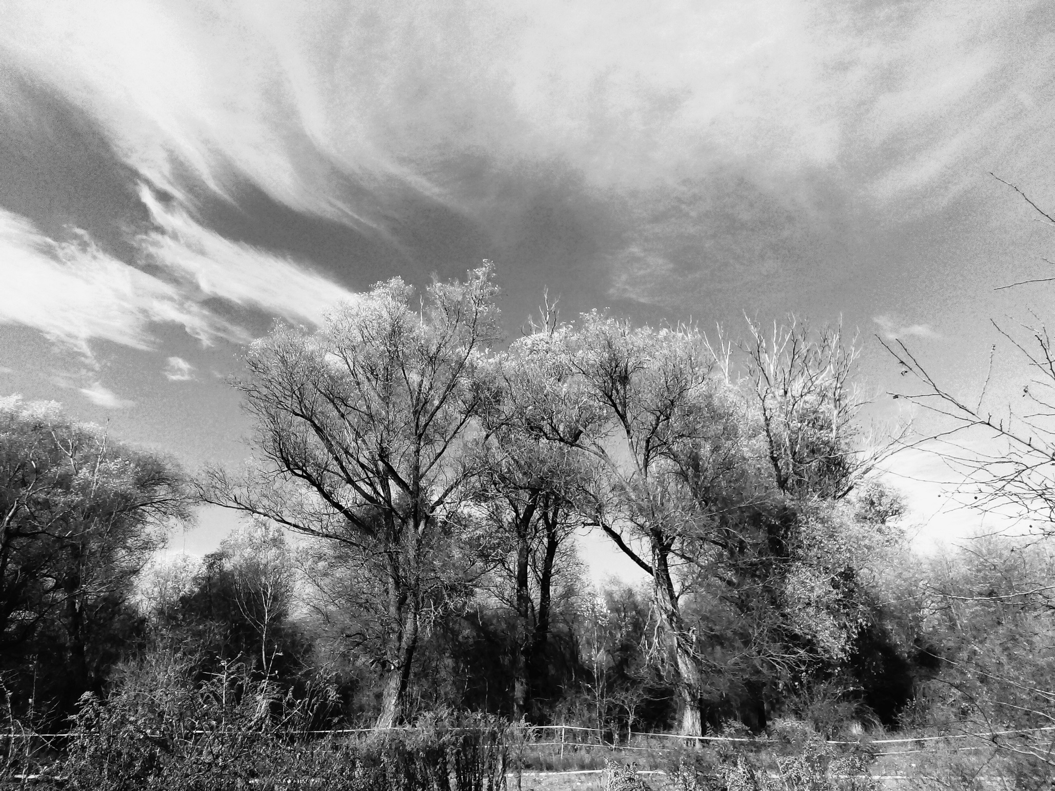 nemeth_gyorgy_photo_trees_and_few_clouds.jpg
