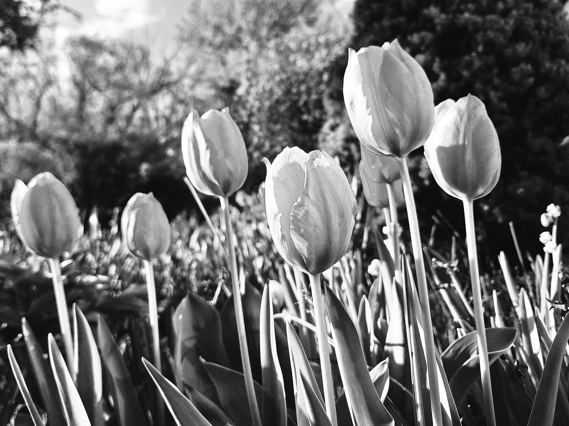 nemeth_gyorgy_photo_tulips_in_the_morning.jpg