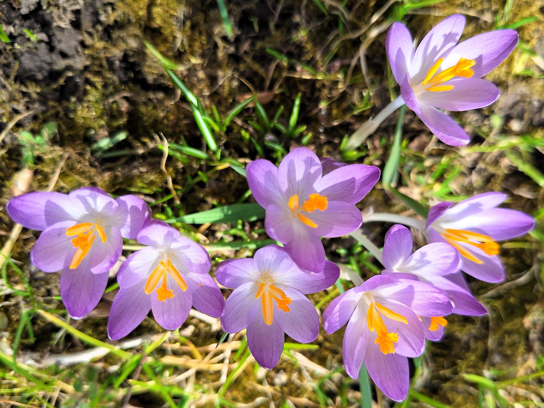 nemeth_gyorgy_photography_crocus_flowers.jpg