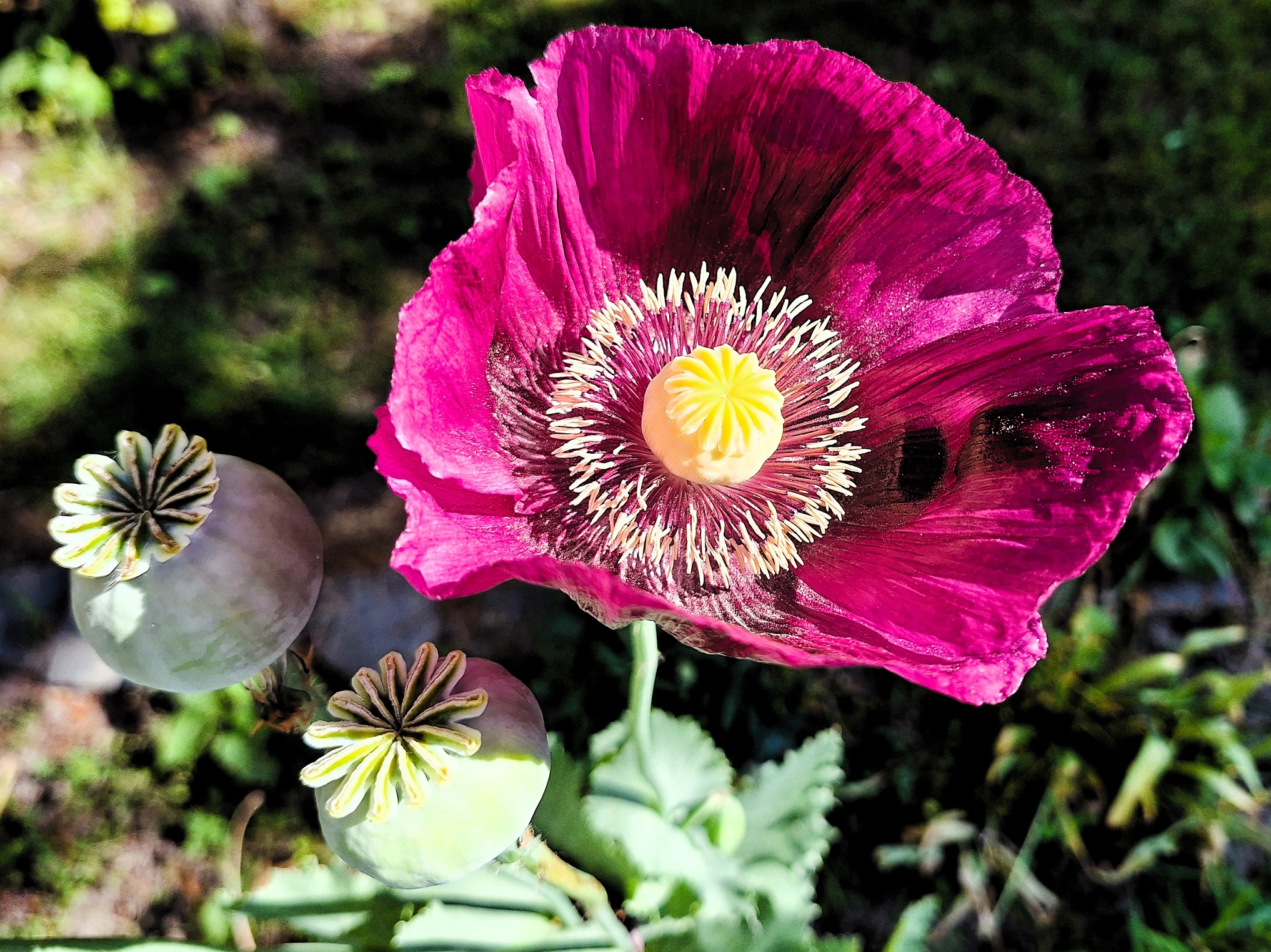 opium_poppy_nemeth_gyorgy_photo.jpg