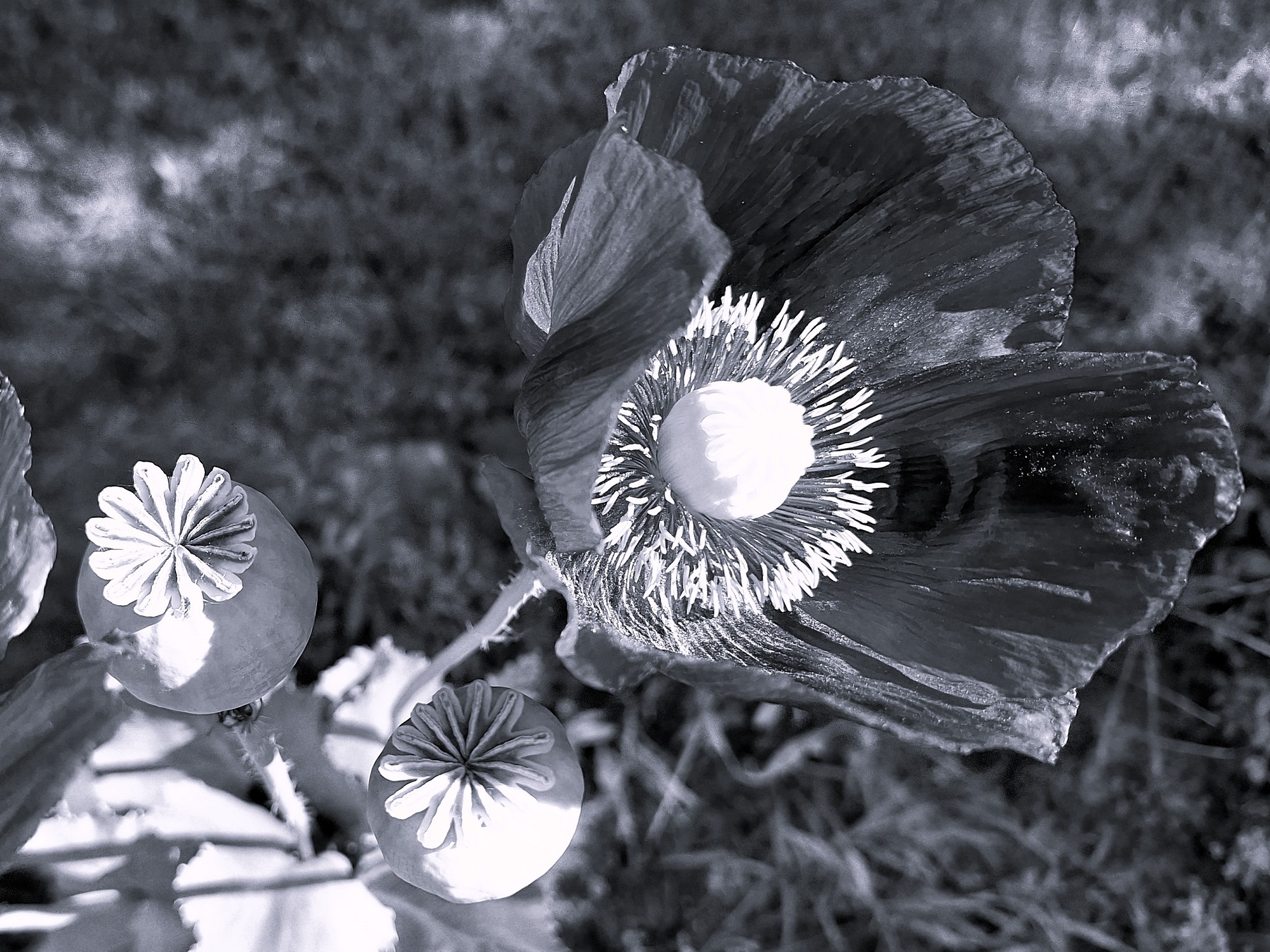 papaver_somniferum_nemeth_gyorgy_photo.jpg