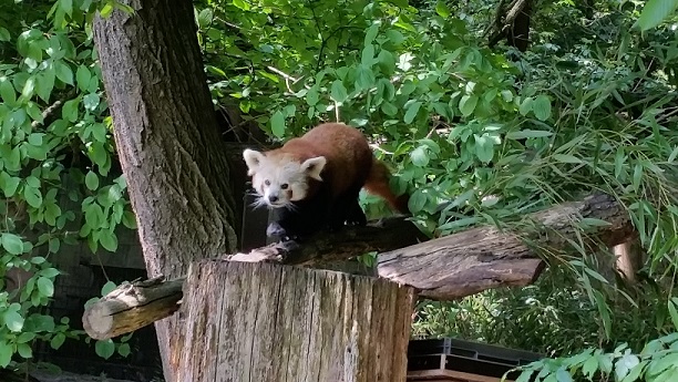 red_panda.jpg