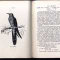„Ennek a kis könyvnek legfőbb rendeltetése az, hogy a madarak hasznáról és káráról tiszta képet fessen…” – Második rész
