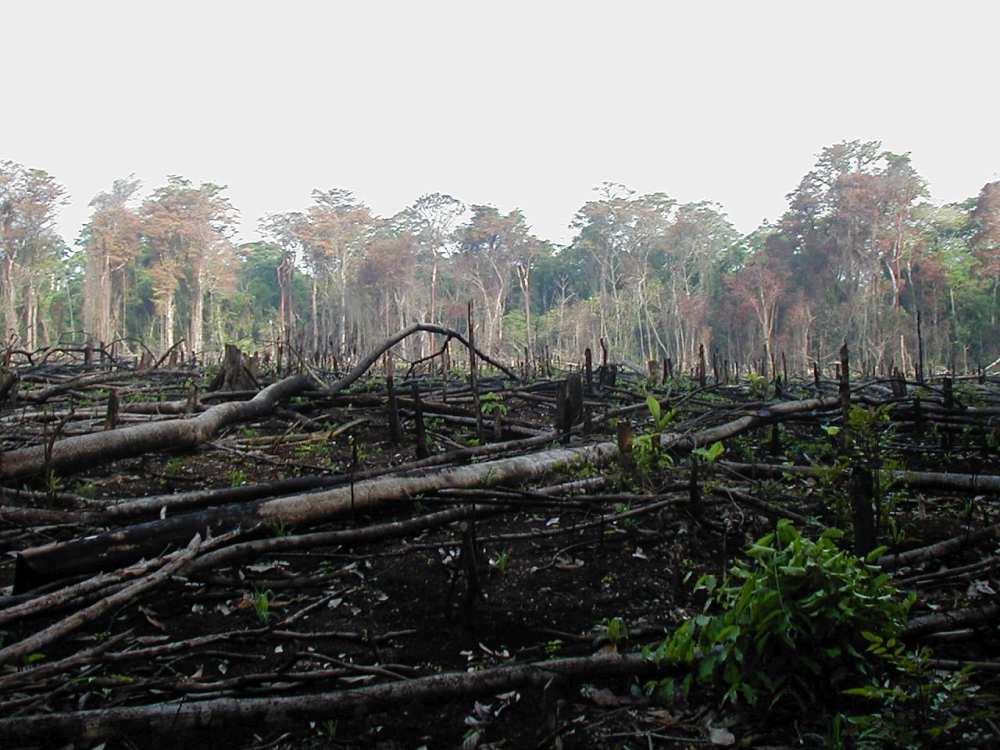 Dél Mexikó, mezőgazdasági célból történő erdőpusztítás. A kép forrása: Wikipédia  https://upload.wikimedia.org/wikipedia/commons/8/8f/Lacanja_burn.JPG