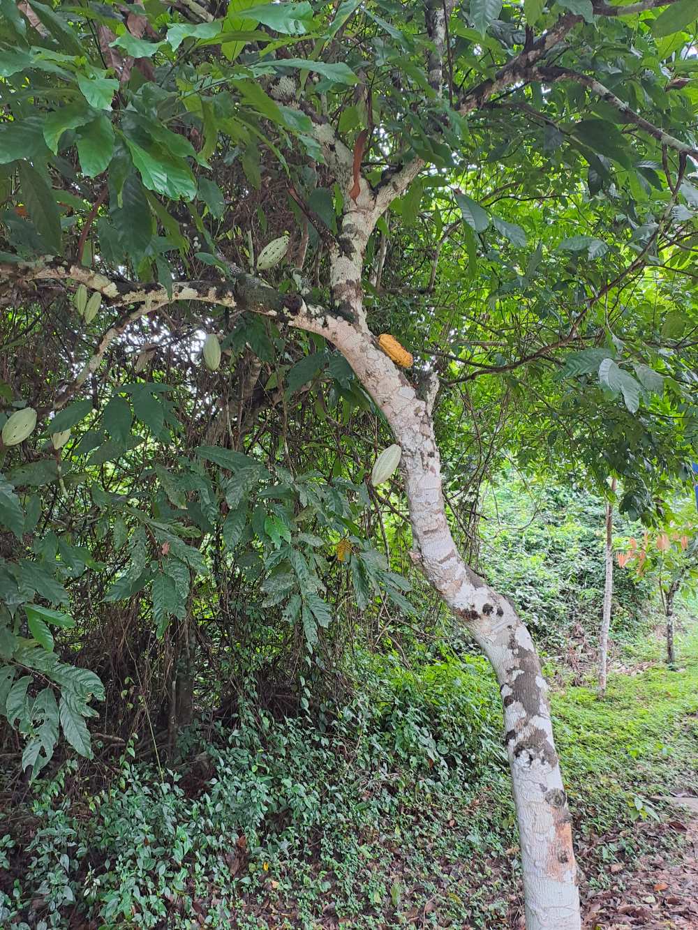Kakaófa a Kakum Nemzeti Parkban