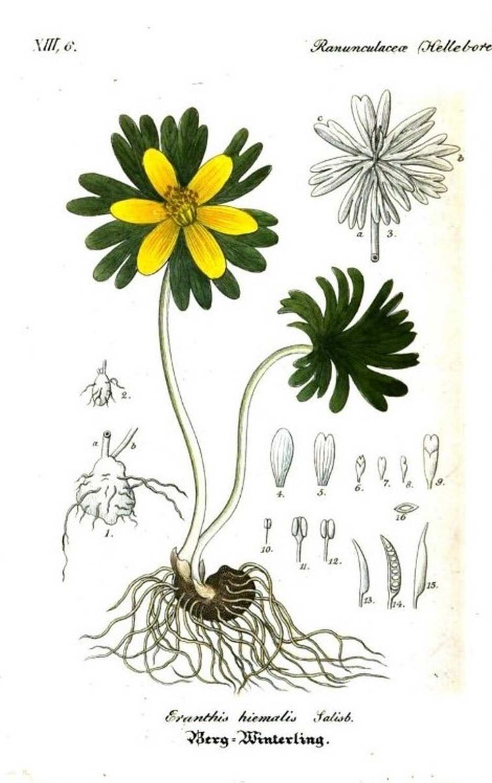 Eranthis hiemalis Salisbury. Berg-Winterling. Eredeti metszet. In: Flora von Deutschland, herausgegeben von D. F. L. von Schlechtendal, und Ernst Schenk. F. Mauke, Jena, 1841–1864., 2. kötet: 1842. – HathiTrust Digital Library https://babel.hathitrust.org/cgi/pt?id=hvd.32044107277246&view=1up&seq=4<br /><br />