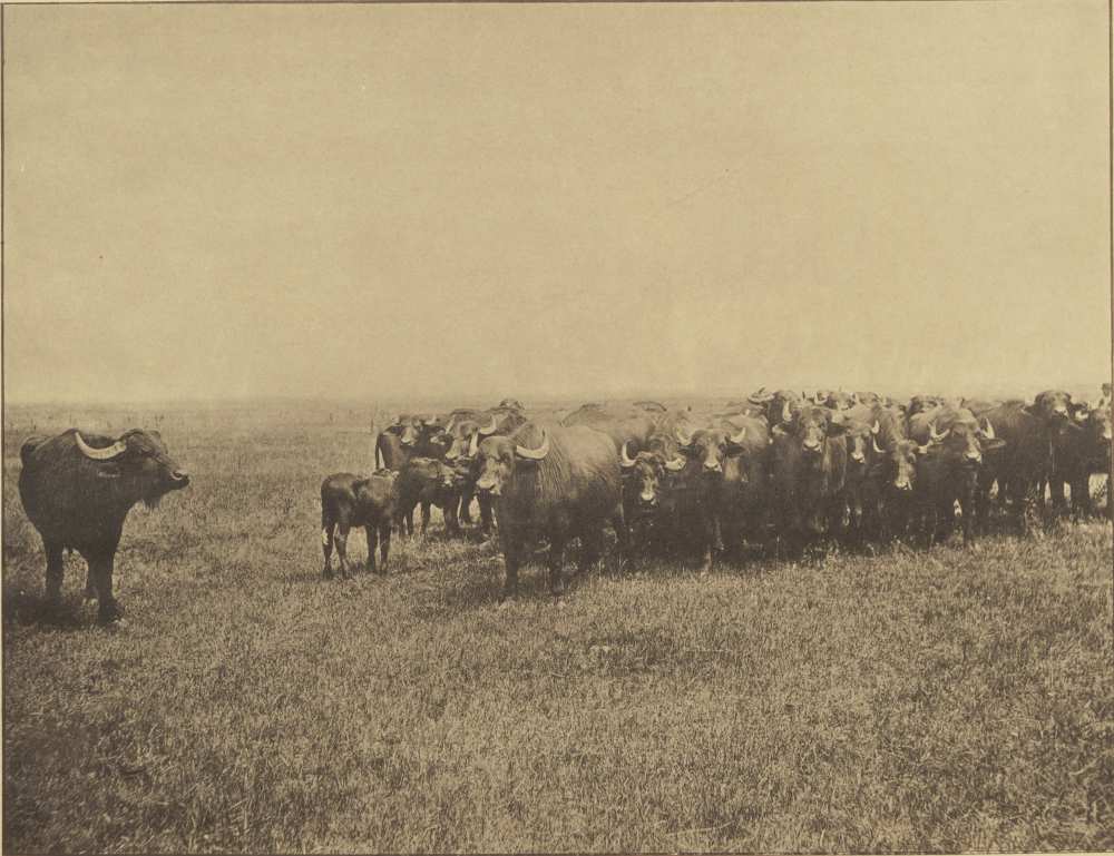 Bivalycsorda gróf Wenckheim Frigyes békési tenyészetéből. In. Képek Magyarország állattenyésztéséből: 1896-iki Ezredéves Állatkiállítások emléke, Budapest, Erdélyi, [189?] – Törzsgyűjtemény http://nektar.oszk.hu/hu/manifestation/3112083