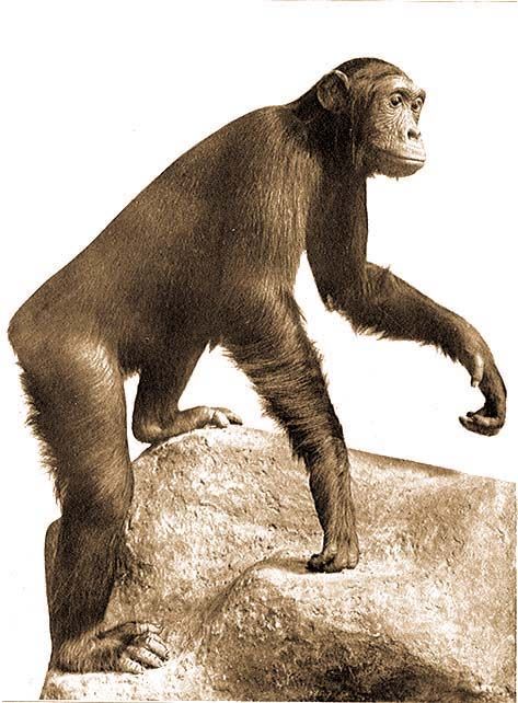 1.. Feketearcú csimpánz. Lőtte a Bugoma őserdőben (Albert Nyanza mellett, Uganda) 1926 márciusában Kittenberger Kálmán. Az állat a Magyar Nemzeti Múzeum tulajdona. 