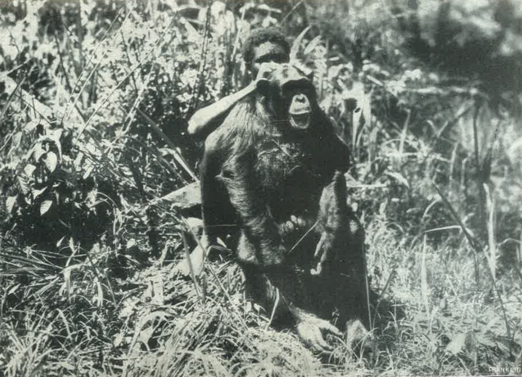 2. feketearcu_csimpanz_foto.pdf A Magyar Nemzeti Múzeum számára lőtt kongói feketearcú csimpánz. In. A megváltozott Afrika, [Budapest], Franklin, [1930]. – Törzsgyűjtemény 