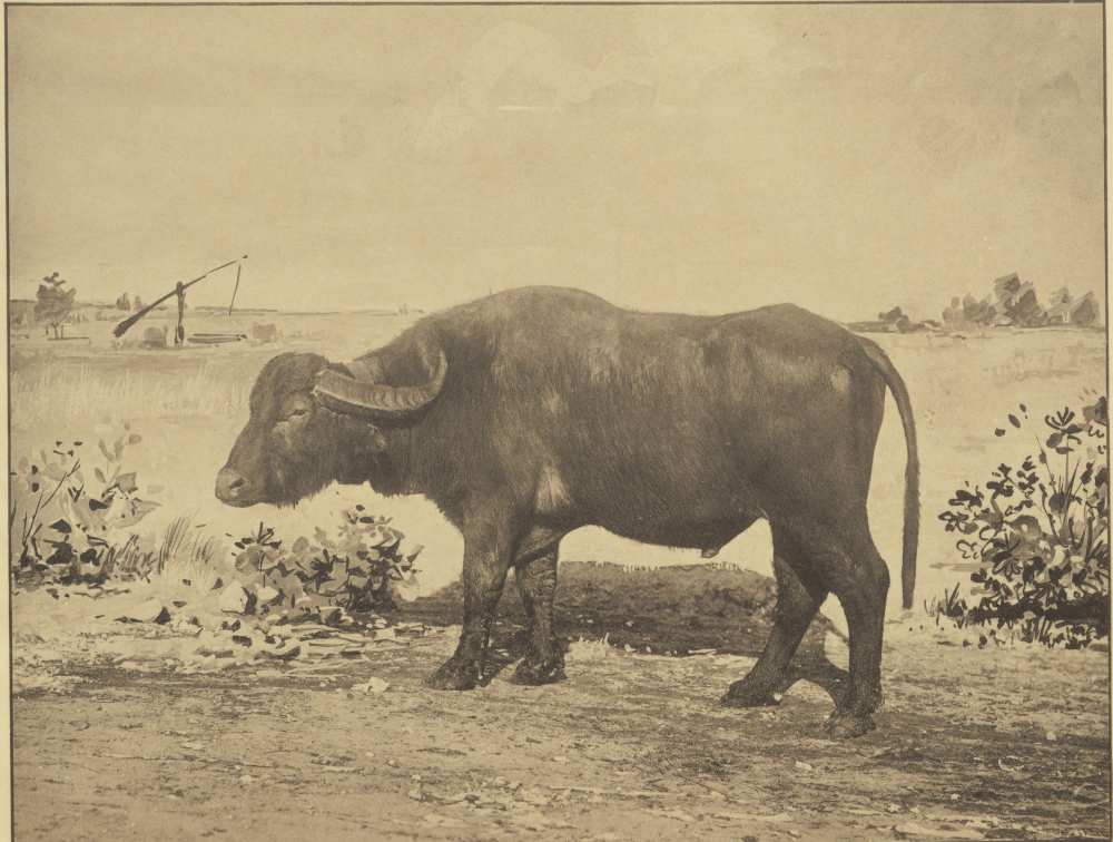 Fickó VI. hat éves bivalybika a fogarasi állami ménesuradalom tenyészetéből. Jelzet: Képek Magyarország állattenyésztéséből: 1896-iki Ezredéves Állatkiállítások emléke, Budapest, Erdélyi, [189?] – Törzsgyűjtemény http://nektar.oszk.hu/hu/manifestation/3112083