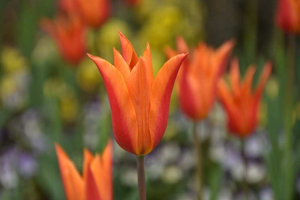 tulipan_opti.jpg